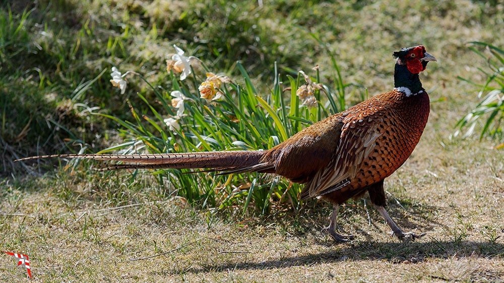 Karl, der coole Fasan